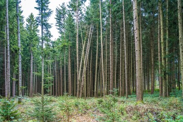 forest in the morning