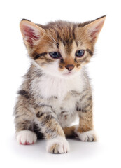 Kitten on white background.