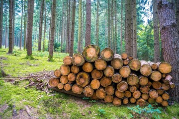 pile of logs