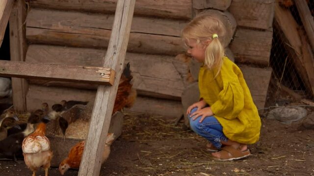 Little blond girl is amused by the chickens walking on the bird farm backyard