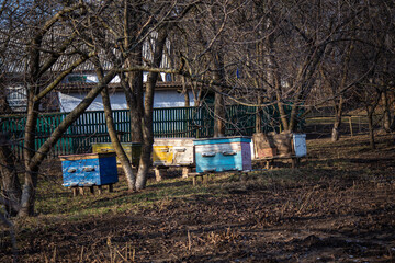 Painting hives with different colors to better target bees when returning home. Single-hull hives on old apiary in Ukraine.