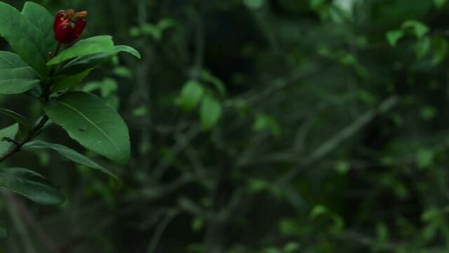 Bud of Mickey mouse flower (Ochna kirkii Oliv) with green leaves
