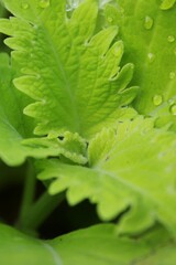 Bright green coleus flower plant growing in the sunny flower garden.