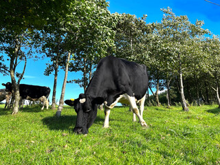 Cows grazing in a pasture, with trees and a vivid blue sky near, Wilsden, Bradford, UK