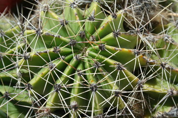 Cactus redondo con gajos y espinas punzantes color verde formando una textura bella en el cantero del jardin. 