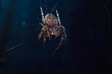 spider in the web - obrazy, fototapety, plakaty