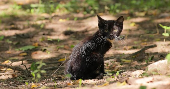 Stray kitten bitten by fleas. Stray cat is an un-owned domestic cat that lives outdoors and avoids human contact: it does not allow itself to be handled or touched, and remains hidden from humans.