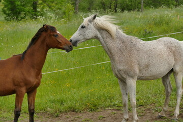 mare and foal