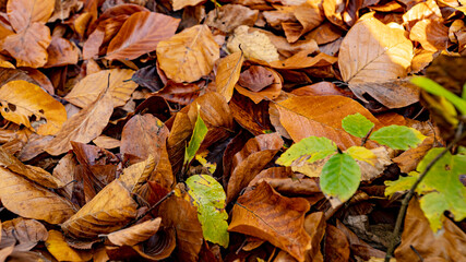 oak dry leaves in the forest, autumn forest , growing young tree through dry leaves