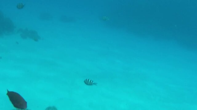 Tropical bright fishes and coral reef in saipan