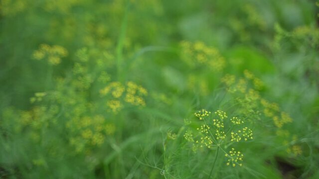 green leaf of vegetables at agriculture field.
