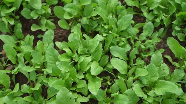 spinach leaf at agriculture field.