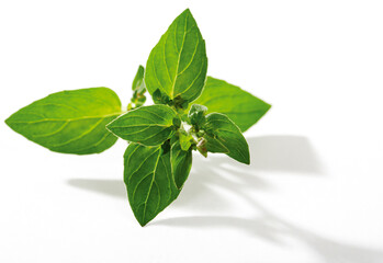 Herb Leaves, Plant, Green Leave on White Background