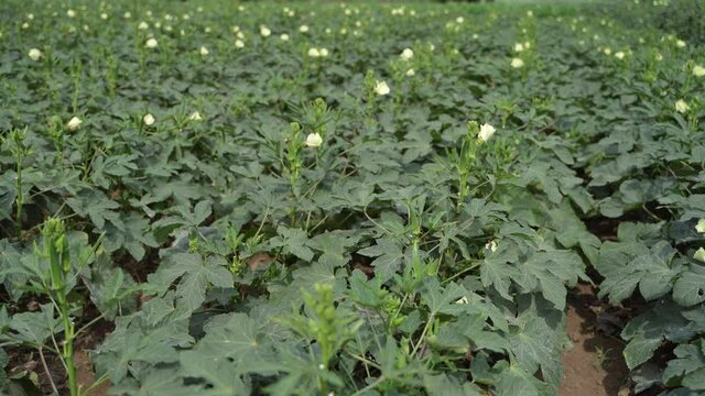 Okra or ladyfinger plant at agriculture field.