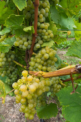 grapes on vine