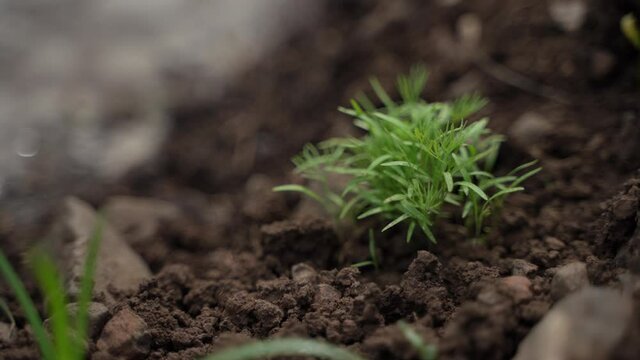 green leaf of vegetables at agriculture field.