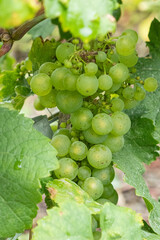 grapes on the vine