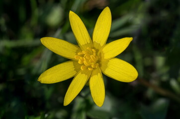 Small Yellow Flower growing in the field, Macro outdoor