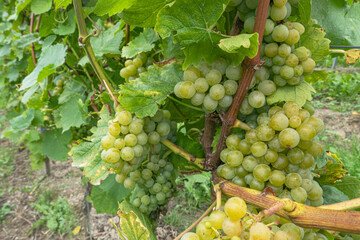 grapes in vineyard