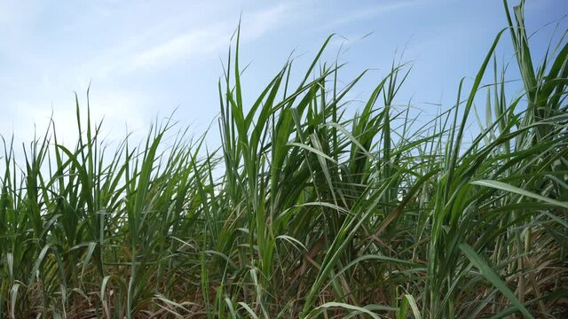 Green sugarcane agriculture field at india