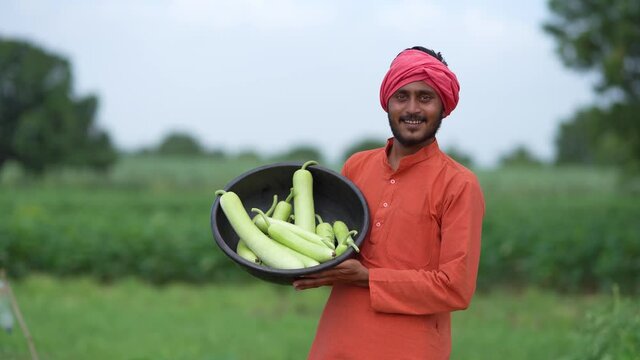Indian farmer at bottle gourd agriculture field.