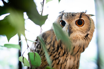 木陰から獲物を狙うワシミミズク