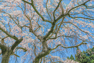 Fototapeta premium 桜