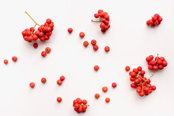 Bunches of rowan berries on a white background. Rowan on a white background. 