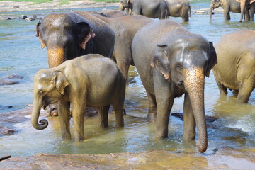 Fototapeta premium スリランカ ピンナワラ ゾウの孤児院