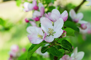 Apple tree flower