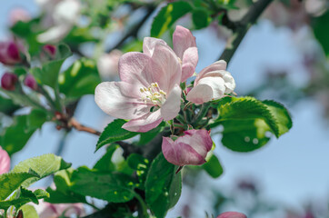 Apple tree flower