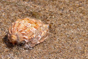 Beautiful sea shells on the beach lying on the sand on a sunny day. Sea background. Seashells.