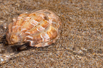 Beautiful sea shells on the beach lying on the sand on a sunny day. Sea background. Seashells.
