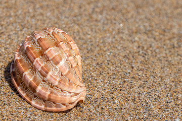 Beautiful sea shells on the beach lying on the sand on a sunny day. Sea background. Seashells.