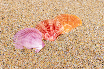 Beautiful sea shells on the beach lying on the sand on a sunny day. Sea background. Seashells.