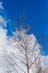 Fototapeta na wymiar Birch tree forest view into the blue sky