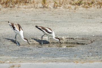 Shiloklyuvka. Recurvirostra avosetta. A large black-and-white sandpiper with an up-curved beak.