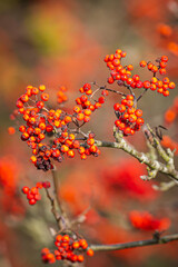 Sorbus aucuparia orange fruit berries, Blooming in bright sunlight during Autumn.