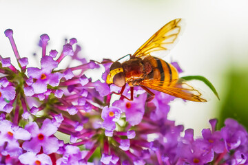 Volucella zonaria, hornet mimic hoverfly, feeding on purple Buddleja davidii