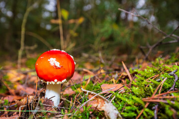 amanita muscaria, fly agaric or fly amanita basidiomycota muscimol mushroom