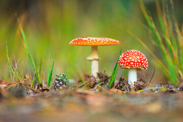 amanita muscaria, fly agaric or fly amanita basidiomycota muscimol mushroom, dreamlike soft focus and setting
