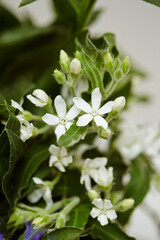 white flowers of a plant