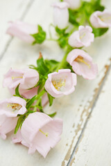 Fototapeta na wymiar pink flowers on a wooden table