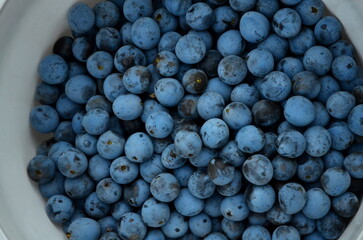 
Harvested blackthorn berries in a white plastic bucket.