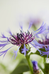 blue flower on white background