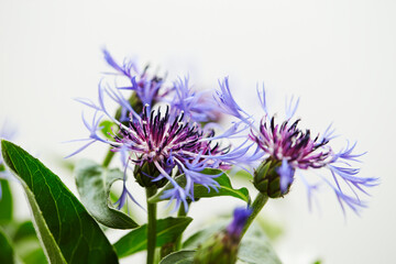 blue flower on white background