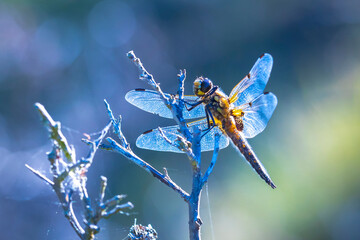 Close-up of a four-spotted chaser Libellula quadrimaculata dragonfly cool concept