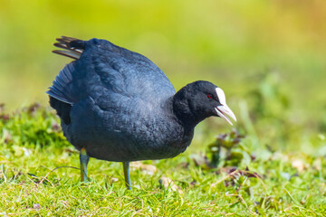 Eurasian coot Fulica atra, foraging in green grass
