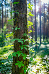 winorośl na pniu sosny w lesie © rpetryk
