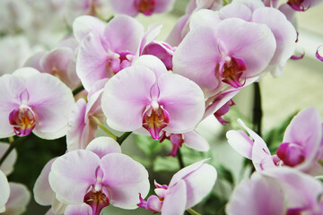 Naklejka na ściany i meble close up of orchid flowers